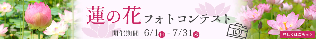 蓮の花フォトコンテスト