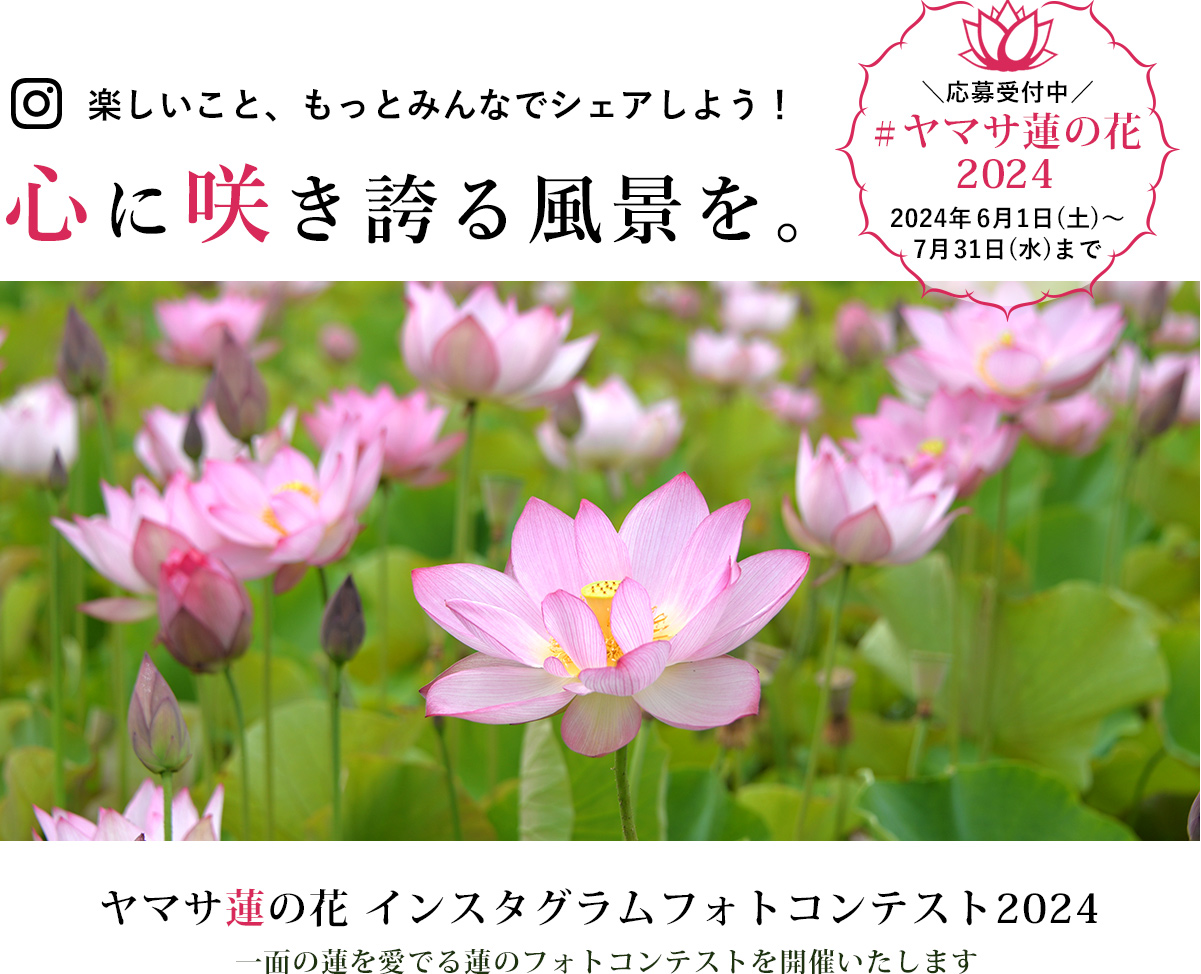 ヤマサ蓮の花
                            インスタグラムフォトコンテスト